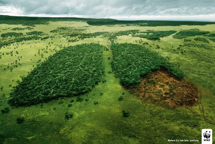 Salviamo l'Amazzonia con le nostre scelte alimentari - WWF