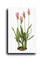 curcuma.gif