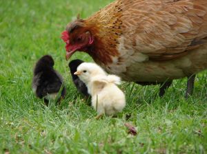 gallina pulcini