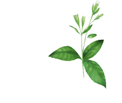 stevia.gif