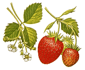 fragole