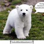 orso_autodifesalimentare_it_400