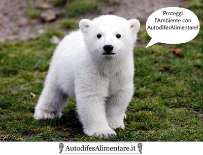 orso_autodifesalimentare_it_400