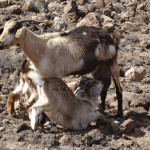 caprette a Fuerteventura Canarie