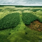 Salviamo l'Amazzonia con le nostre scelte alimentari