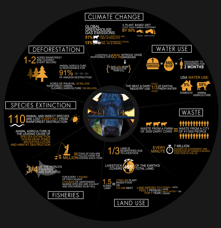 Cowspiracy Infographic 