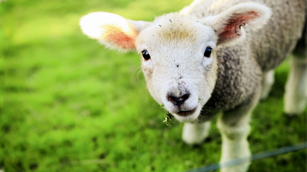 Gesù mangiava l'Agnello?