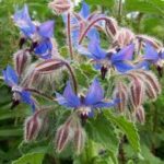 Borago officinalis, L.