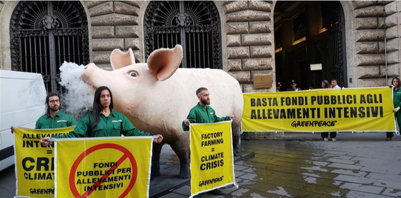 Greenpeace contro i fondi pubblici agli allevamenti intensivi